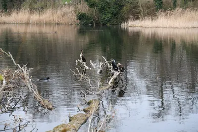 DSC_6917 (Large).JPG